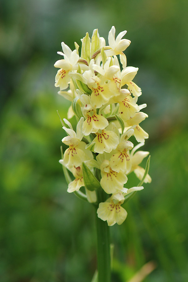 Dactylorhiza sambucina?